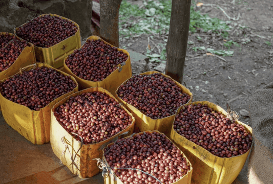 Ethiopia Limu Washed