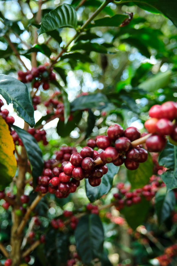 Costa Rica Tarrazu
