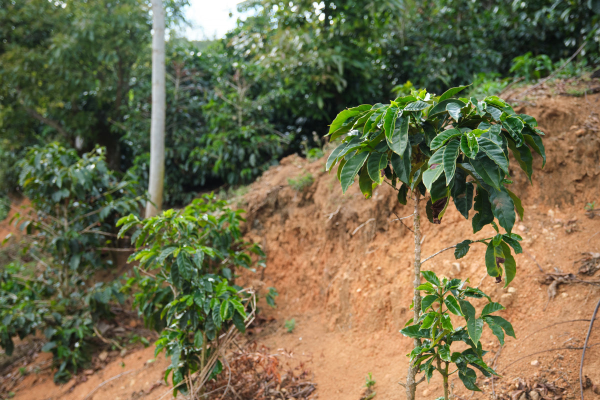 Costa Rica Tarrazu