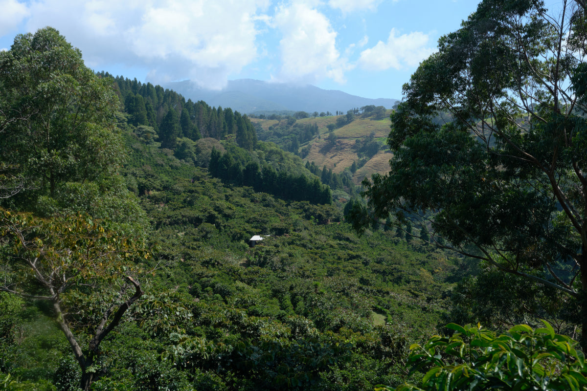 Costa Rica Tarrazu
