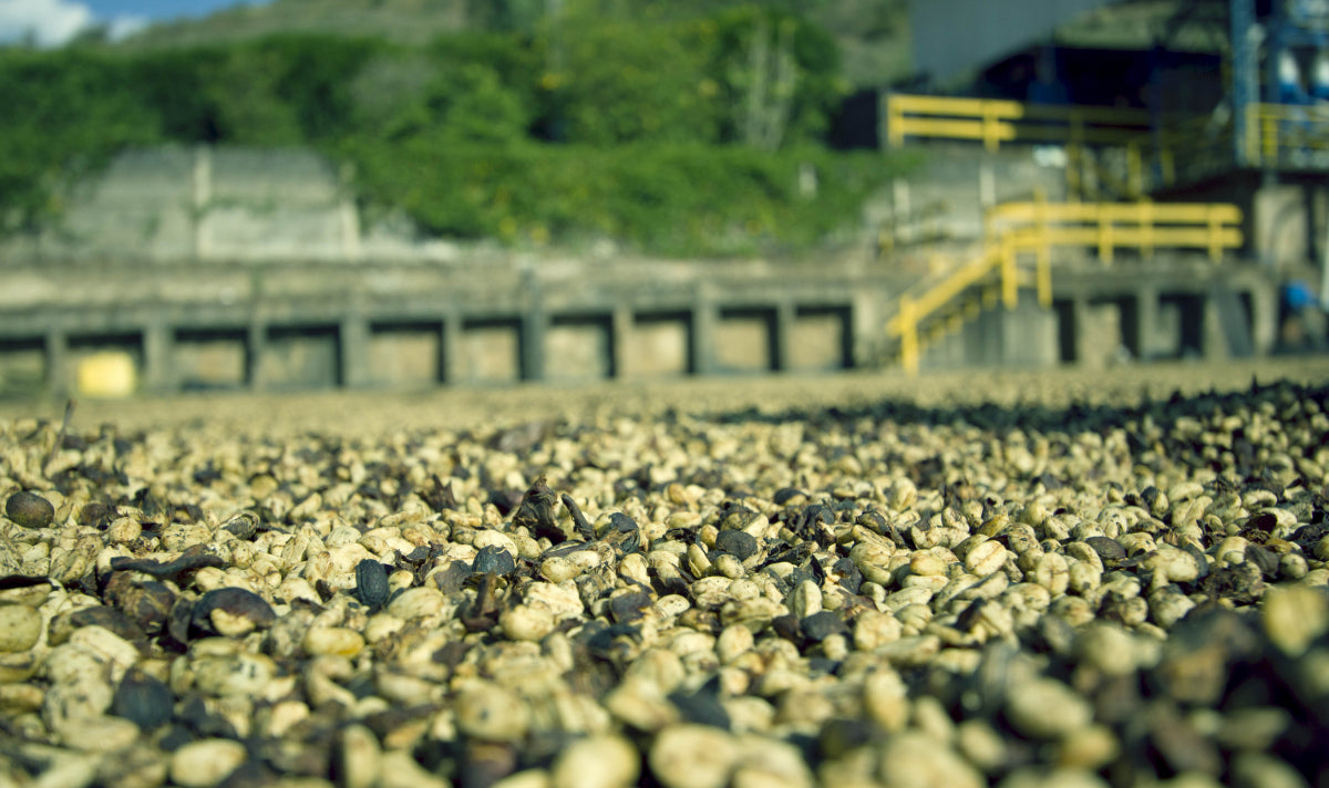 Brazil Mogiana Natural Fazenda Recreio Yellow Bourbon