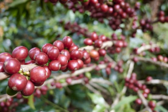 Colombia El Tambo Washed