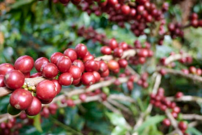 Colombia El Tambo Washed