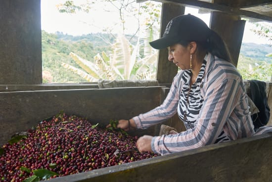 Colombia El Tambo Washed