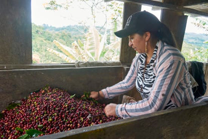 Colombia El Tambo Washed