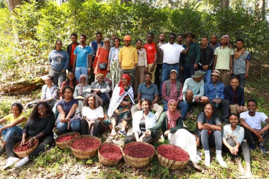 Ethiopia Guji Shakiso (Natural Processed) – La Terza