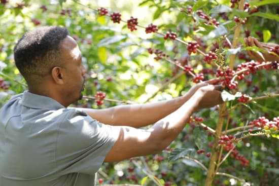 Ethiopia Guji Shakiso (Natural Processed) – La Terza
