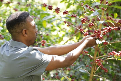 Ethiopia Guji Shakiso (Natural Processed)