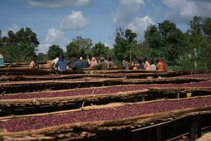 Ethiopia Sidama Buncho (Honey Processed)