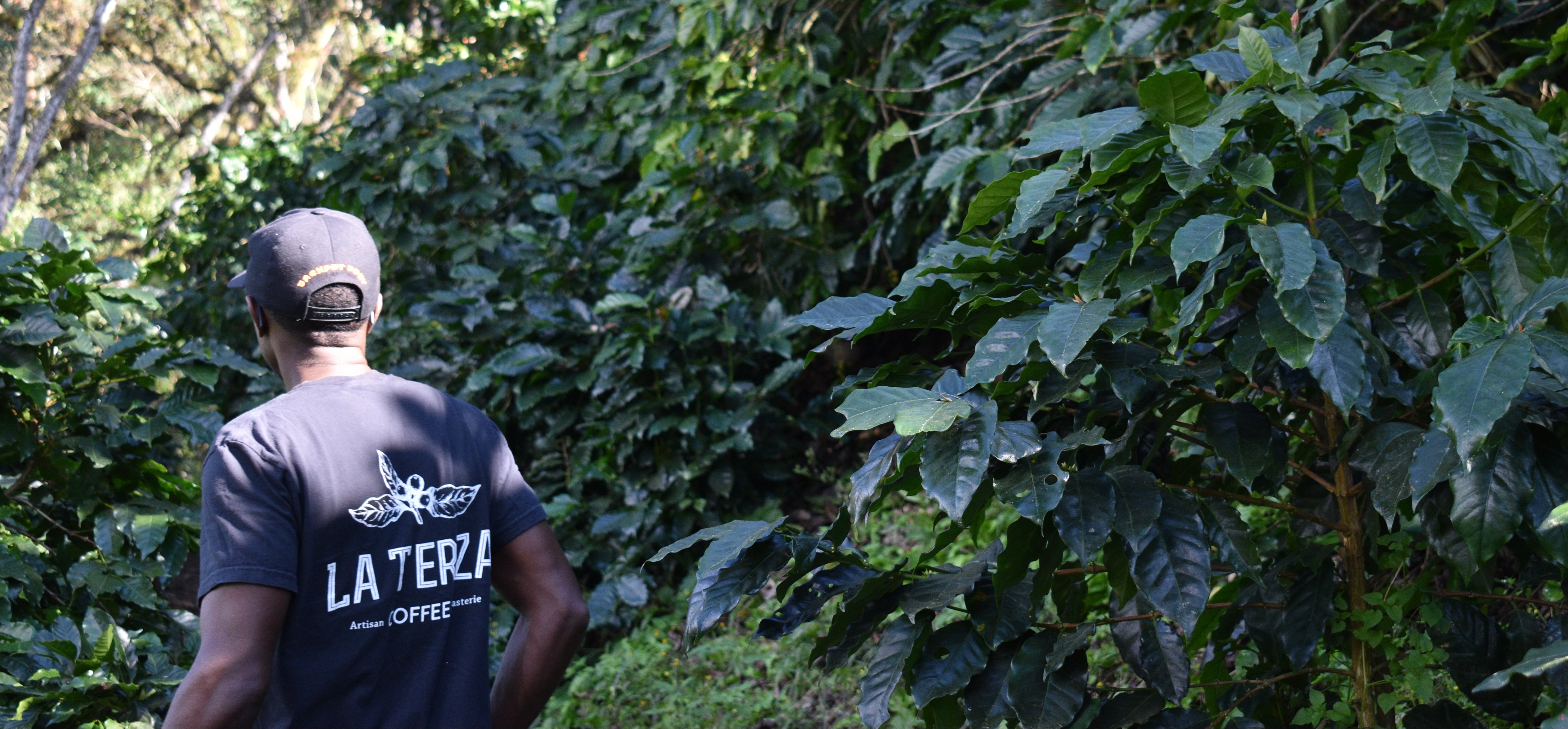 La Terza: Experience Intentional Coffee