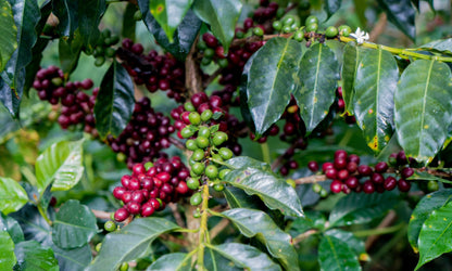 Peru FTO Cajamarca