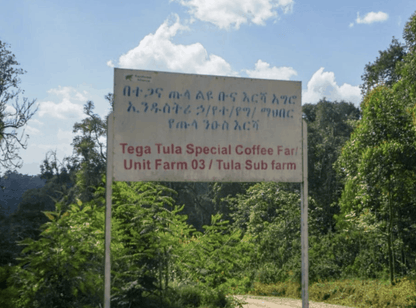 Washed Ethiopia Tega & Tula Farm - Grade 1