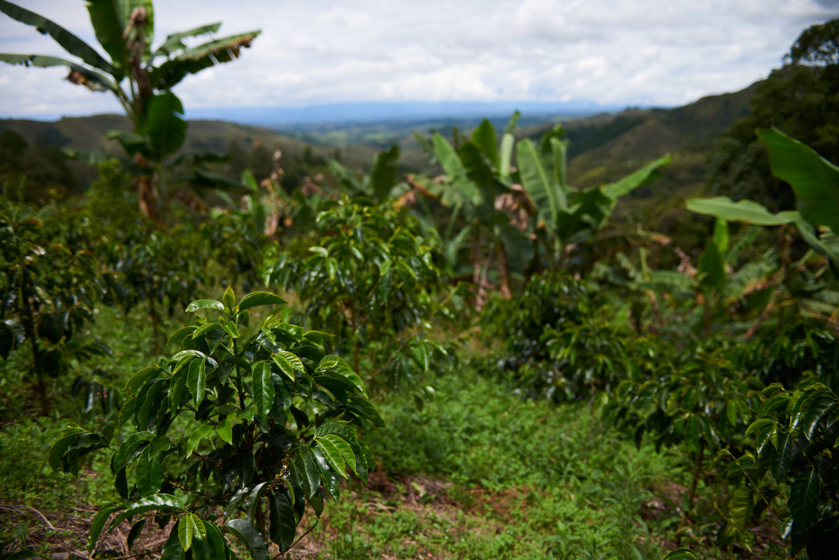 Colombia Tolima Washed