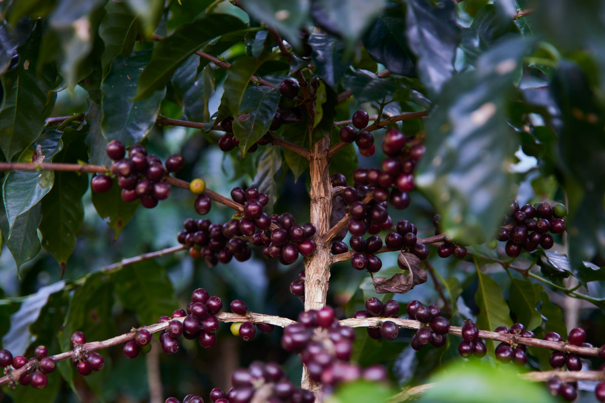 Guatemala Quetzal Huehuetenango