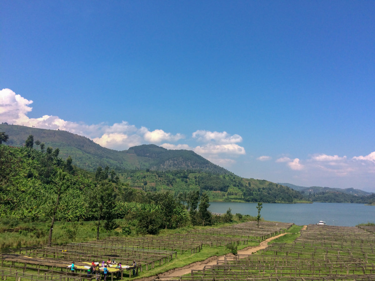 Rwanda Washed Arabica Lake Kivu Western Province, Karongi District
